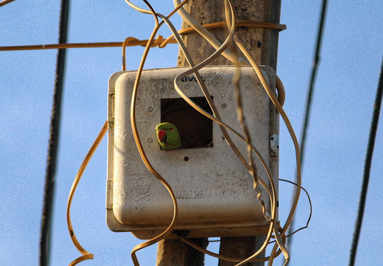 Dangerous Wiring (bird in outside wiring) | Sound Home Inspection | CT & RI