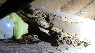 Termite Inspection | Sound Home Inspection | CT & RI