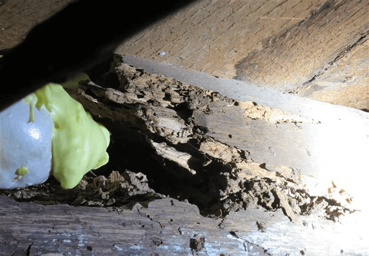 Termite and Pest Inspection (termite damaged wood) | Sound Home Inspection | CT & RI